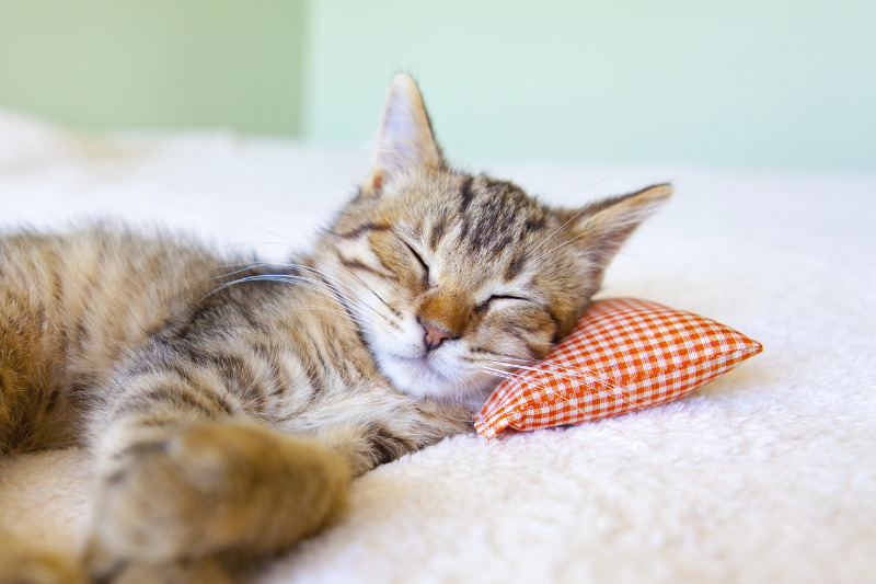 Der perfekte Rückzugsort für Katzen: Wie Du Zuhause und Balkon katzenfreundlich gestaltest