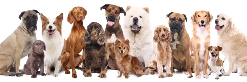 Individuelle Geschenke für Hundebesitzer