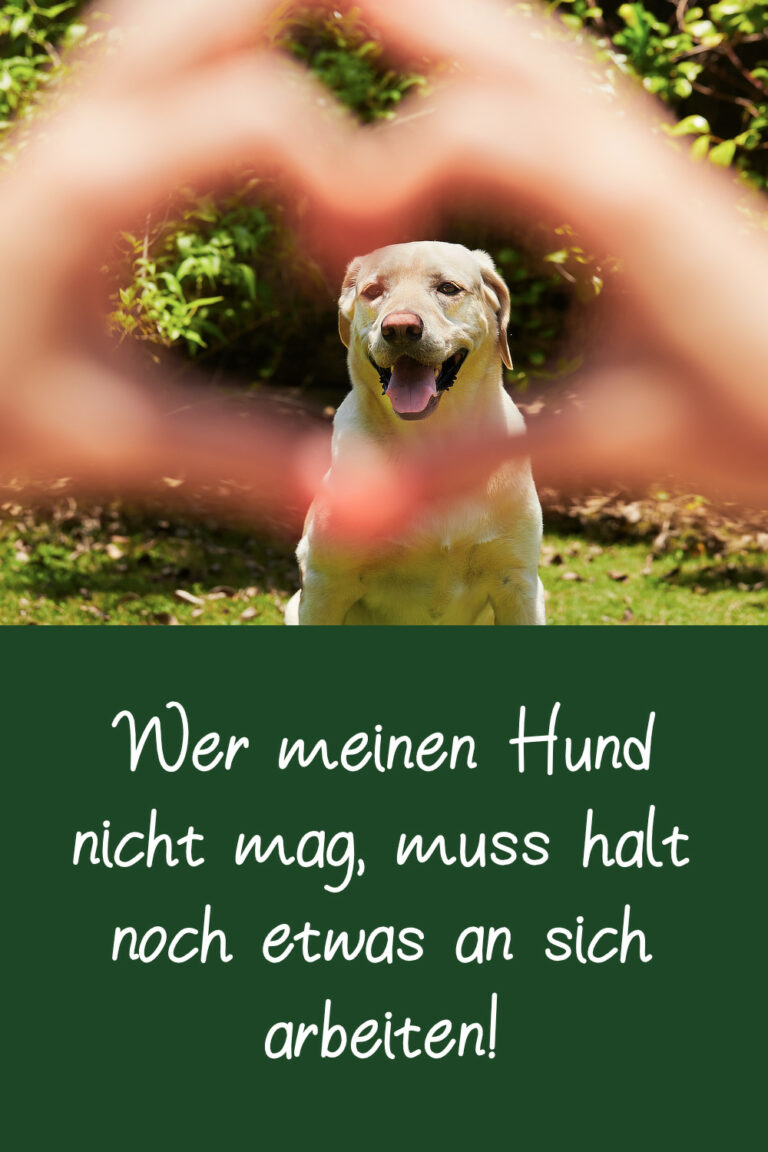 Hundesprüche Schöne Sprüche als Liebeserklärung an den Hund