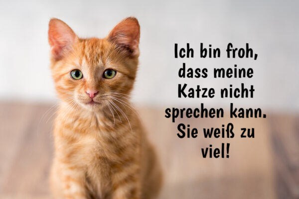 Süße, Freche & Lustige Katzensprüche Und Zitate