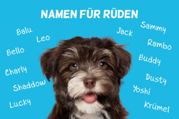 Rüden Namen Mit B