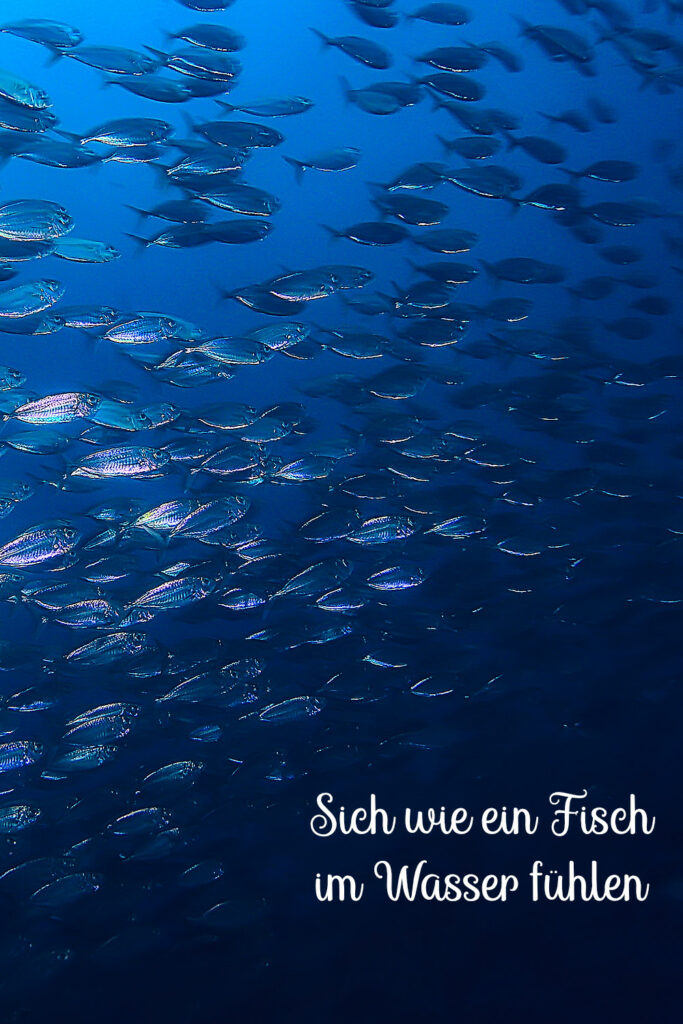 Redewendung über Fische im Wasser